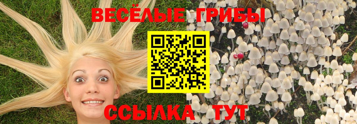 Псилоцибиновые грибы Psilocybine cubensis  Артём 